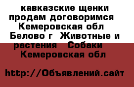 кавказские щенки продам договоримся - Кемеровская обл., Белово г. Животные и растения » Собаки   . Кемеровская обл.